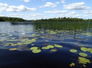 sonkajarvi_jarvikaislakasvustot_fcg